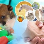 Homeopathic Veterinary Medicine