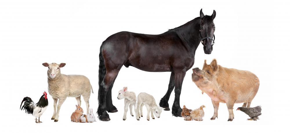 Veterinary Products Manufacturer in Ahmedabad