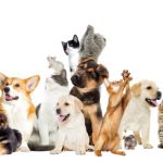 List of Best Veterinary Companies in India