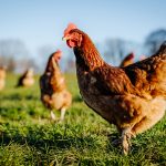 Poultry Medicine List in India