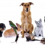 Veterinary Medicine Wholesalers in India