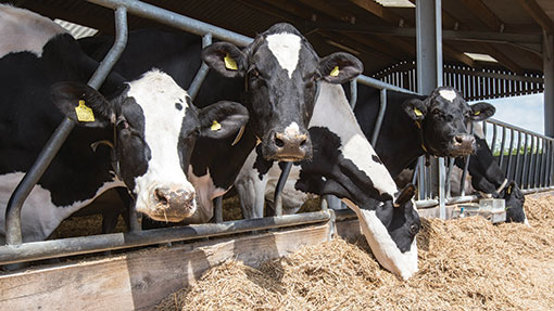 Top 10 Cattle Feed Manufacturers In India